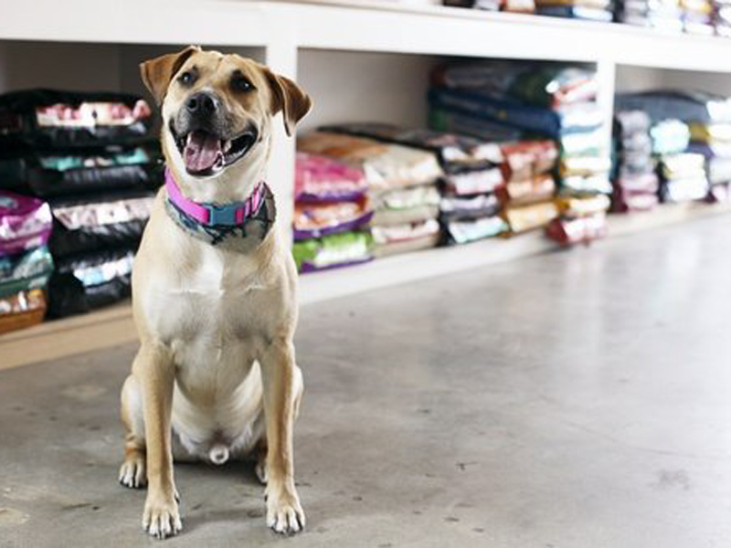 بسته-بندی-غذای-حیوانات-خانگی